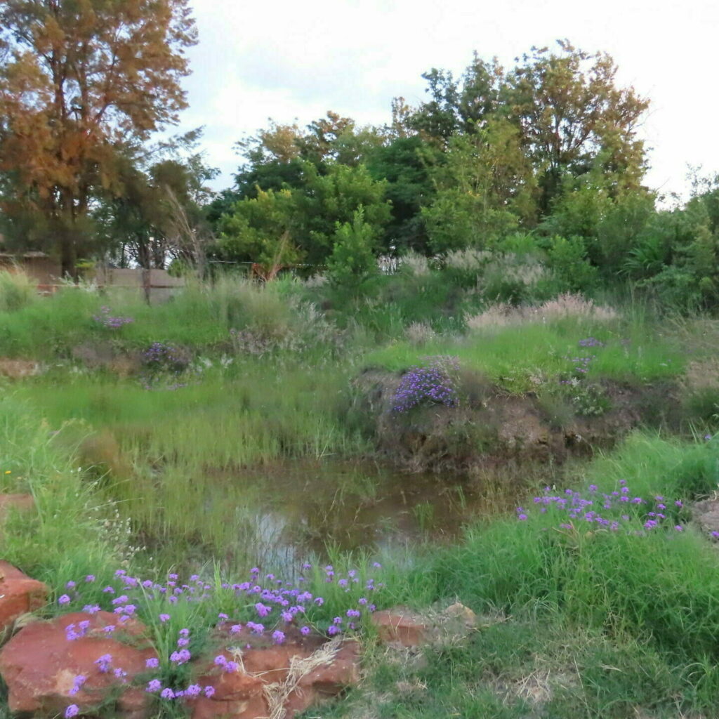 Indigenous tree dam
